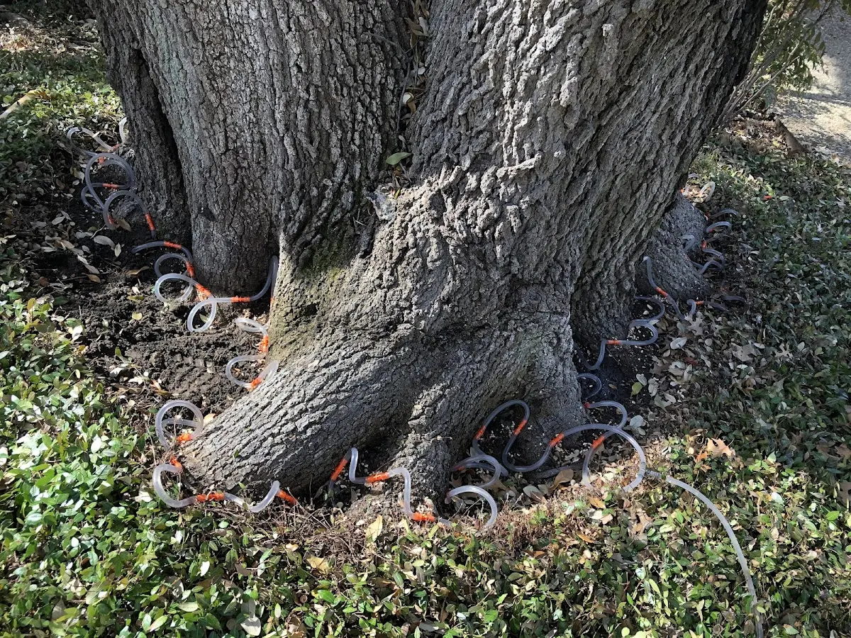 Detailed Tree Cabling and Bracing job site in Swoope